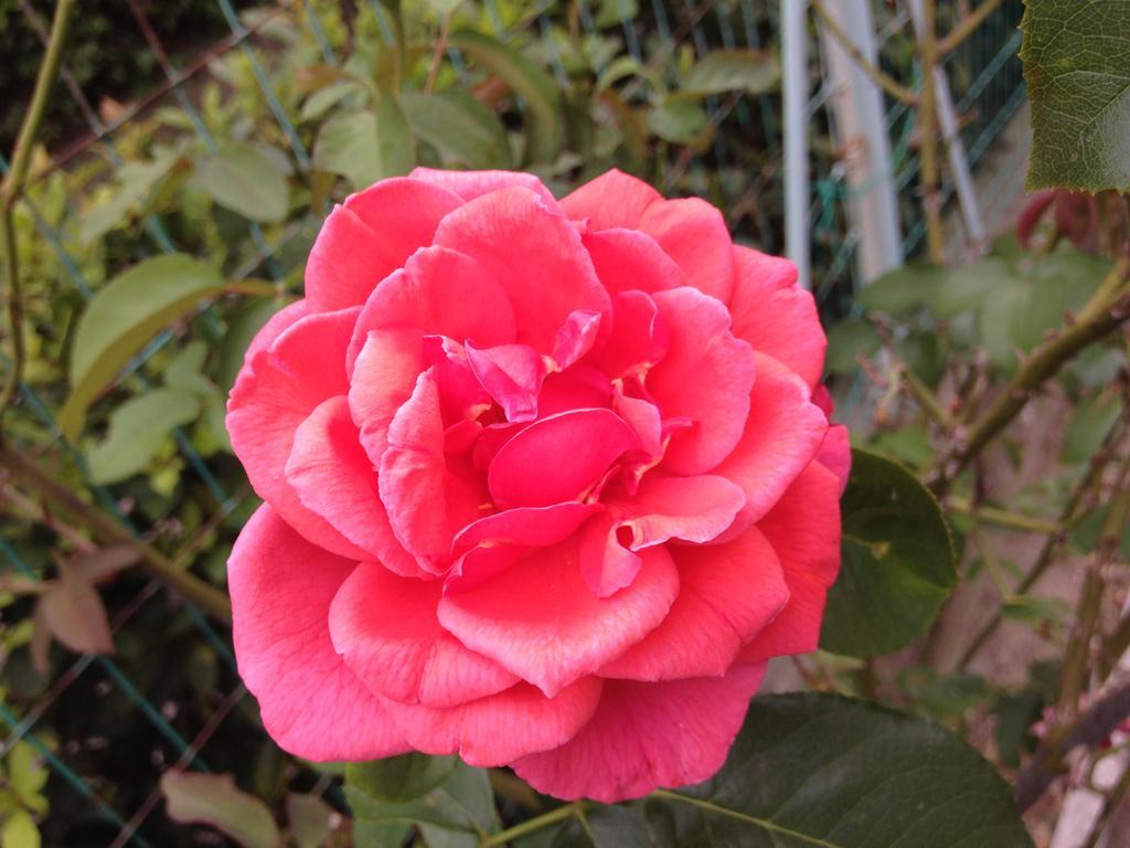 Affittacamere Le Rose Imola Exterior foto